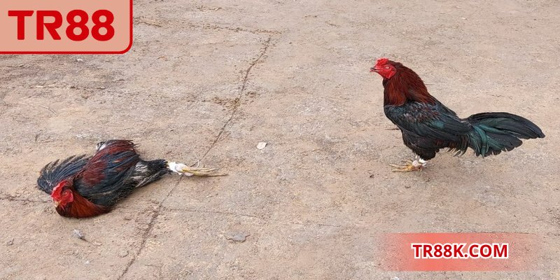 Đặt vốn hợp lý tạo dư địa điều chỉnh khi tình huống thay đổi