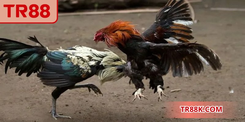 Lịch thi đấu và kết quả luôn được bổ sung kịp thời
