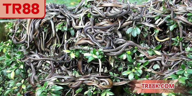 Mộng thấy nhiều rắn xuất hiện ám chỉ thử thách