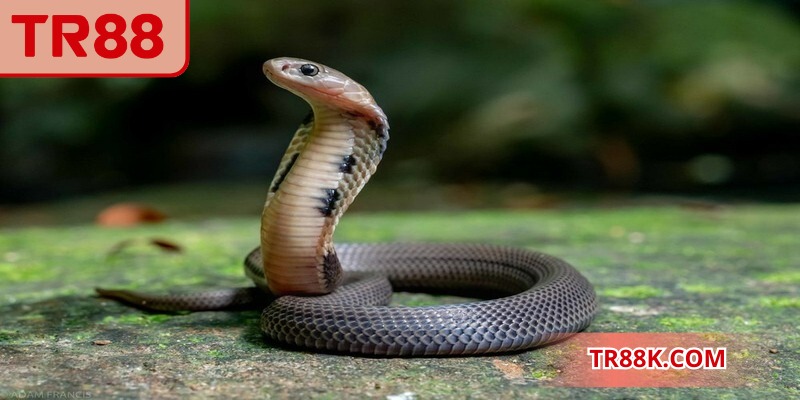 Mơ thấy rắn đem lại nhiều ý nghĩa khác nhau