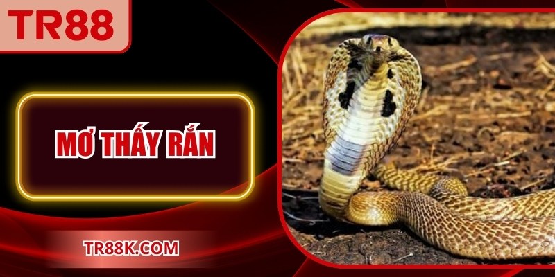 Mơ Thấy Rắn – Giải Mã Giấc Mộng và Ý Nghĩa Tại TR88